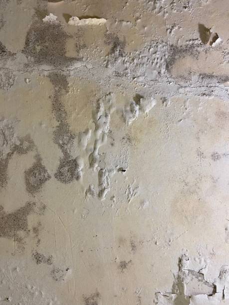 Best Emergency Mold Removal  in Beachwood, OH