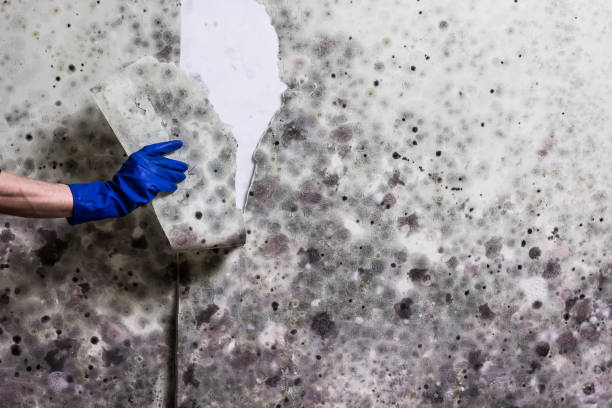 Best Mold Remediation  in Beachwood, OH
